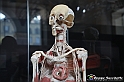 VBS_2834 - Mostra Body Worlds
